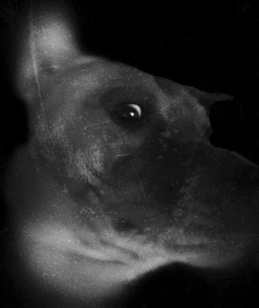 Found Footage Films I went and watched with my dog. Part&nbsp;One.