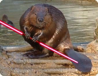 The Animal Kingdom Is Full Of Absolute&nbsp;Bastards